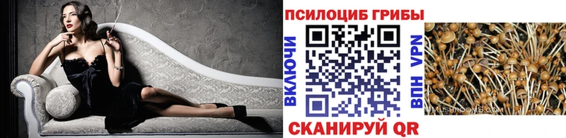 Галлюциногенные грибы Cubensis  закладки  Кедровый 